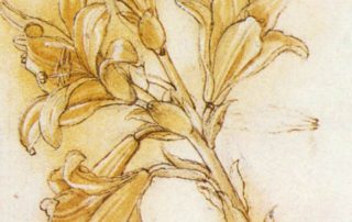 Drawing of Lily by Leonardo da Vinci