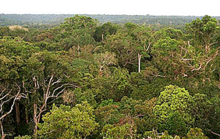Amazon Rainforest Canopy