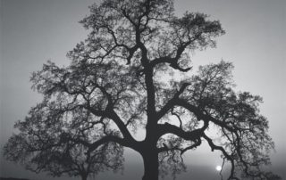 AnselAdamsOakTreeSunsetCity1962