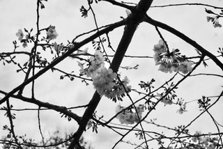 Images of cherry blossoms, Greensboro, North Carolina