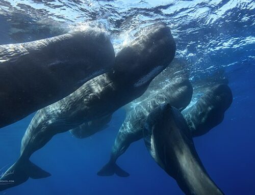 Song of the whales (Katherine Latham and Anna Bressanin, BBC Future)