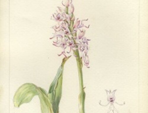 Blossoming art through AI (Leslie Katz, Forbes)